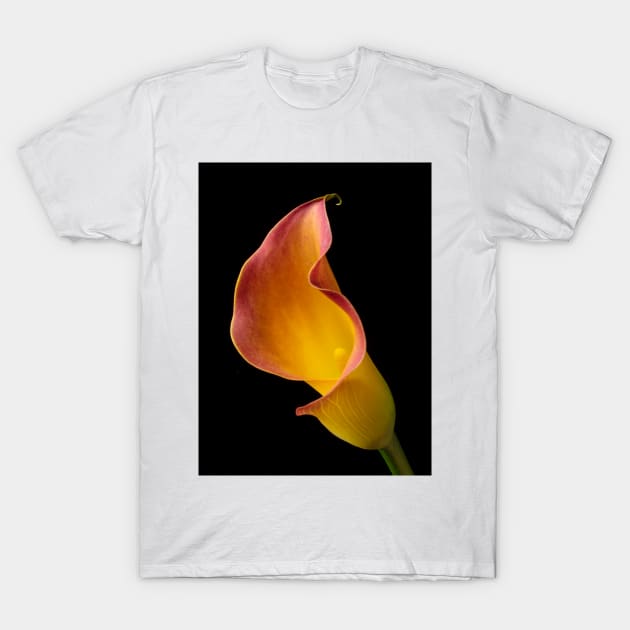 Wonderful Red Yellow Calla lily T-Shirt by photogarry